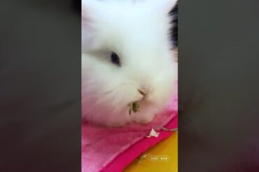 Cute Bunny #funnyvideo #funny shorts #rabbit #petslover