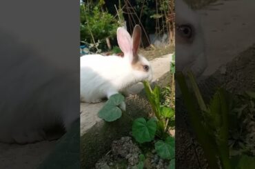 Vegetables Rabbits Can Eat Daily|| Rabbit Orbit|| Bunny #bunnyeating #rabbit #cute