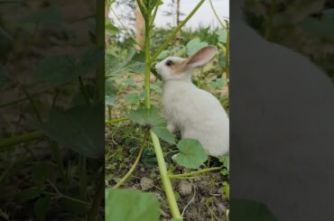 Rabbit || Bunny Blissful #bunnyeating #rabbit #healthydiet #cute #healthyrabbitmeat #petrabbitcare