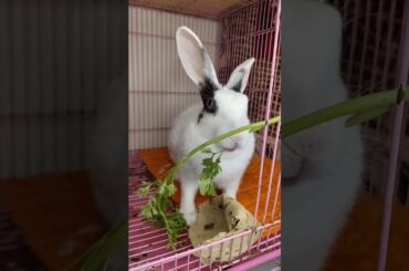 Bunny Tales | Eating Coriander #rabbiteating #cute #bunny #rabbit #pets