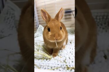 Rabbit Baby #short #shorts #rabbit #bunny #pets #pet #animal #animals #viral #viralvideo #cute #baby