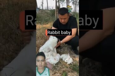A lot of baby rabbit #rabbit #cute #bunny #bunnylife #bunnies #petrabbit #rabbitsbaby #babybunny