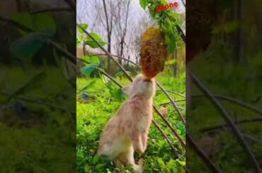 Bunny, cute rabbit #shorts #rabbit #cute #pets #animals #funny #shortvideo #short #honey #short