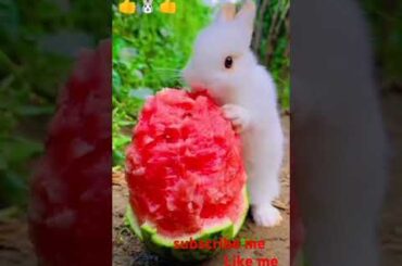Bunny, cute rabbit #viralvideo #rabbit #cute #pets #animals #bunny #shorts #subscribe #like #short