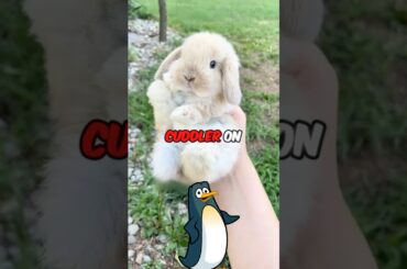 The 3 most beautiful dwarf rabbits!#shorts #pets #animals #cute #rabbit