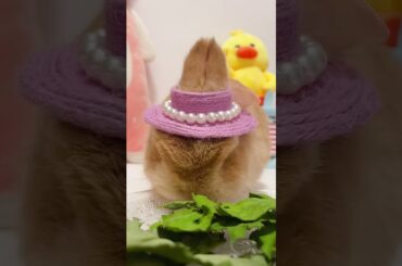 CUTE BUNNY EATS DRY KALANCHOE LEAVES#SHORTS