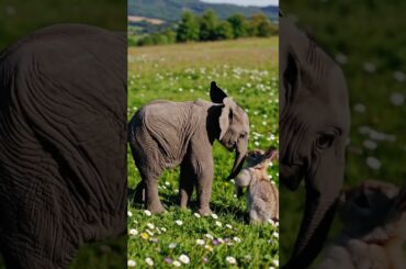 Cute Baby Elephant and Rabbit #babyelephants #rabbit