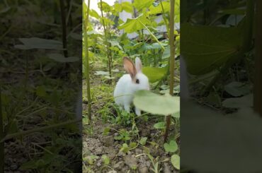 Rabbit Orbit|| Bunny #bunnyeating #rabbit #cute #healthyrabbitmeat #yourbunny #rabbitcare