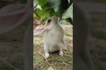 Bunny Blissful #bunnyeating #rabbit #petrabbitcare #cute #healthyrabbitmeat #yourbunny