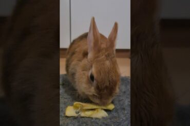 Rabbit eating apple ASMR|#cute #bunny #funny #rabbit #ytshorts #shorts #animals #asmr