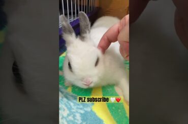 CHANTAL Netherland Dwarf GIANT HEART #pets #coelhinho #coelho #bunny #cute #rabbit #foryou