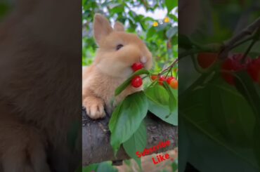 Bunny, cute rabbit #viralvideo #rabbit #cute #pets #animals #bunny #shorts #subscribe #like #short