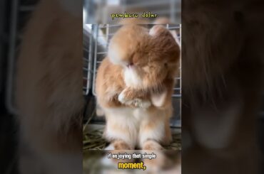 cute bunny #rabbit #shorts #animals #viralvideo #cleanrabbit