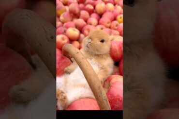 #fruit #rabbit #cute #animals #bunny #funny #petphotography #animal #animalphotography #animalphotog