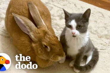 Rescued Bunny Turns Into The Best Foster Mom | The Dodo