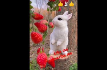 Bunny, cute rabbit  #viralvideo #rabbit #cute #pets #animals #bunny #shorts #subscribe #like #short