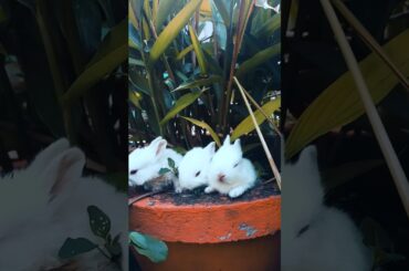 So cute baby rabbits #rabbit #ytviral #cuterabbit