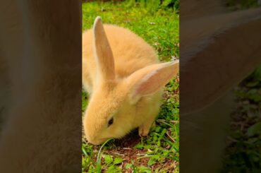 Coelho muito fofo.                         #cute #rabbit #bunny