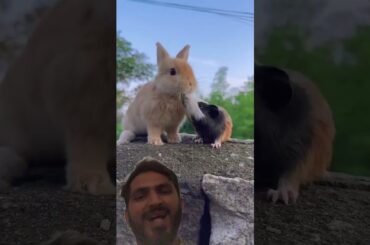 #cute #petrabbit #rabbit #bunny #rabbite #animals #cutepiglets #pets #trending #cow