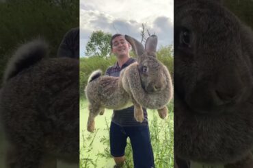 #animals #cute #rabbit #chimpanzee #kobra #animals #transformation #trending #viral shorts # video