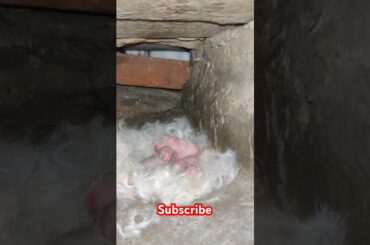 Cute rabbit #shortvideo #viralvideo #animals