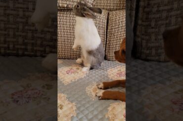 The cute rabbit was unsteady on his feet and almost fell down.