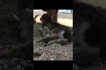 Super cute and adorable rabbit | Cute bunny