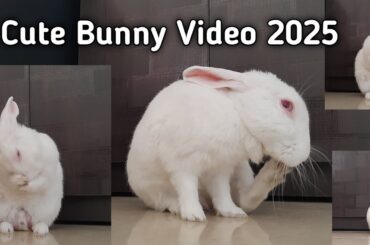 cute bunny videos | funny bunny videos 2025 | Pet cute video @RabbitFunCorner
