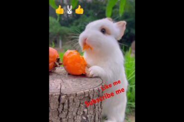 Bunny, cute rabbit #viralvideo #rabbit #cute #pets #animals #bunny #shorts #subscribe #like #short