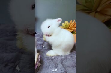 Cute Bunny  #funnyvideo #cutebabyfunny #rabbit # petslover