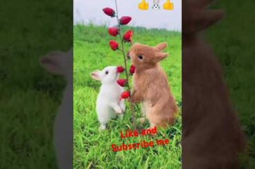 Bunny, cute rabbits #viralvideo #rabbit #cute #pets #animals #bunny #shorts #brawlstars #short