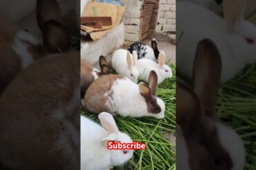 Cute rabbit #viralvideo #shortvideo #animals