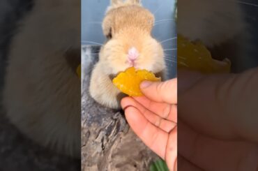 #rabbit #cute #cuteanimals #pets #bunny #funny #petphotography #animal #animalphotography #rabbit