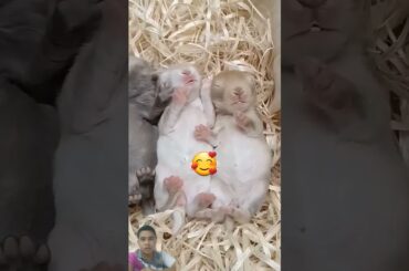 Cute Baby bunny #rabbit #pets #bunny #animals #cutepet #petbunny #pet #rabbitfood #cute