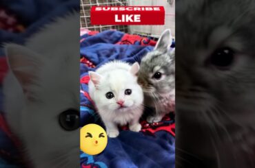 My Best Friends -  #shorts  #cute