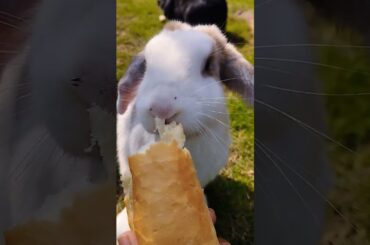 Rabbit eating food #cuteanimals #cute #bunny #animals #shortvideo #rabbitdiet #houserabbit #pets