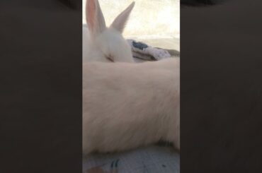 Bunny cute babies #shorts #viral #bunnies