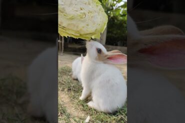 Bunny Eating Vegetables || Rabbit || Bunny Blissful #bunnyeating #rabbit #healthyrabbitmeat