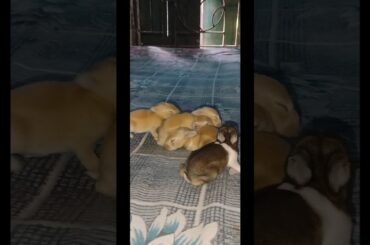 1 to 10 days baby rabbit growth.#rabbit #bunny #rabbitbabies #ytshorts #viralshorts #shortsfeed