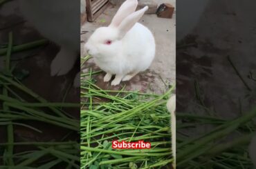 Cute rabbit #viralvideo #shortvideo #animals