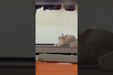 Funny Bunny #funny #pets #cute #bunnies #shorts #shortvideo #animals