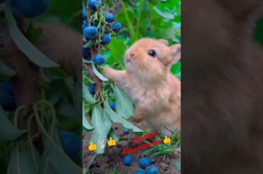 Bunny, cute rabbit #viralvideo #rabbit #cute #pets #animals #bunny #shorts #subscribe #like #short