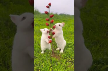 #rabbit #cute #bunny #pets #funny #petphotography #animal #animalphotography #rabbitfood #mammal