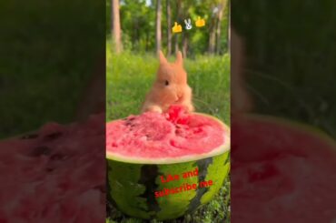 Bunny, cute duck #viralvideo #rabbit #cute #pets #animals #bunny #shorts #subscribe #like #short