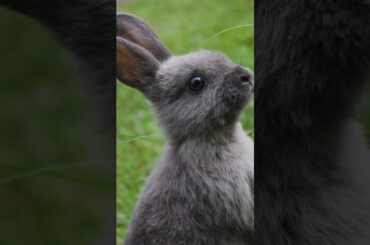 Cute Rabbit #animals