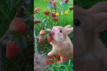 Cute bunny, rabbit #viralvideo #rabbit #cute #pets #animals #bunny #shorts #subscribe #like #short
