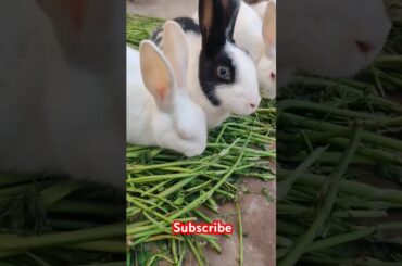 Cute rabbit #viralvideo #shortvideo #animals