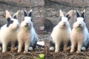 Baby Rabbits Eating Green Peas | Rabbit Sound (ASMR)