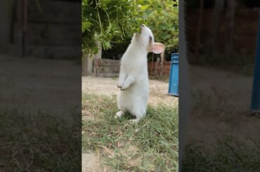 Bunny Eating Vegetables Bunny Blissful #bunnyeating #rabbit #petrabbitcare #cute #healthyrabbitmeat