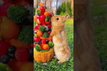 The bunny who is not picky about food #cute #animals#rabbit